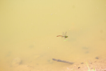insecto volando sobre fondo naranja