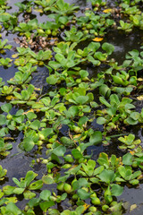 plantas acuaticas en sobre el agua