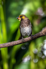 The orange-spotted bulbul (Pycnonotus bimaculatus) is a species of songbird in the bulbul family of passerine birds. It is endemic to Java, Bali and Sumatra