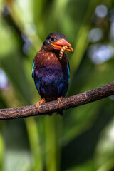The Javan kingfisher is endemic to the Indonesian islands of Java and Bali - obrazy, fototapety, plakaty