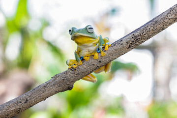 Wallace's flying frog (Rhacophorus nigropalmatus), also known as the gliding frog or the Abah River flying frog