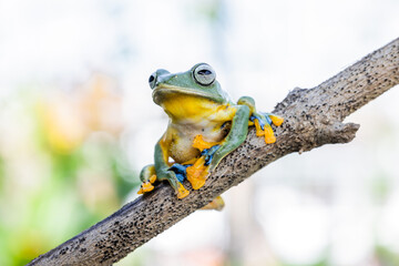 Wallace's flying frog (Rhacophorus nigropalmatus), also known as the gliding frog or the Abah River flying frog