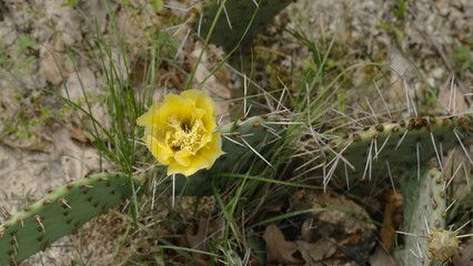 Yellow flower bloom on prickly pear cactus from top view in Texas nature. - 748239195