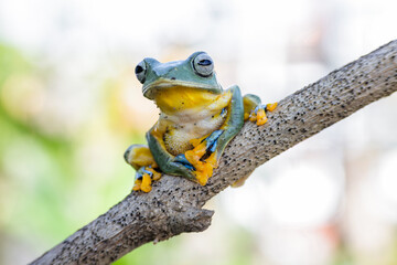 Wallace's flying frog (Rhacophorus nigropalmatus), also known as the gliding frog or the Abah River flying frog