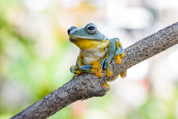 Wallace's flying frog (Rhacophorus nigropalmatus), also known as the gliding frog or the Abah River flying frog
