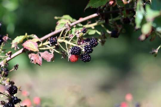 Ripe and unripe blackberries on a bush branch in the garden. Horizontal photo, close-up