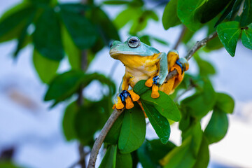 Wallace's flying frog (Rhacophorus nigropalmatus), also known as the gliding frog or the Abah River flying frog
