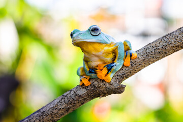 Wallace's flying frog (Rhacophorus nigropalmatus), also known as the gliding frog or the Abah River...