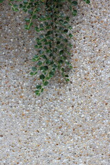 green moss on the stone