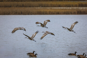 Sandhill Cfane birds flying over the water