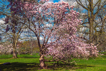 Magnolia blooming tree in the park