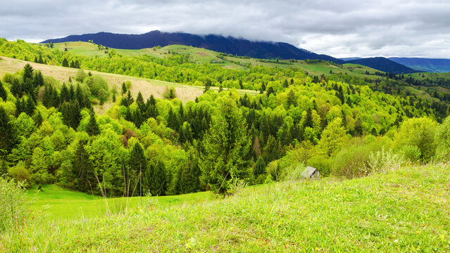 carpathian countryside scenery in spring. alpine landscape with grassy meadows and forested hills on an overcast day. mountainous rural area of transcarpathia, ukraine