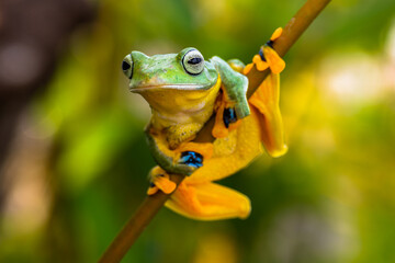 Wallace's flying frog (Rhacophorus nigropalmatus), also known as the gliding frog or the Abah River flying frog