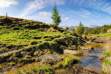 creek flows through the valley of carpathian mountains. shallow water stream among hills. borzhava range in the distance. rural landscape of ukraine on a sunny day in spring