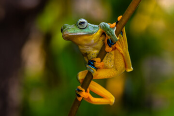 Wallace's flying frog (Rhacophorus nigropalmatus), also known as the gliding frog or the Abah River flying frog