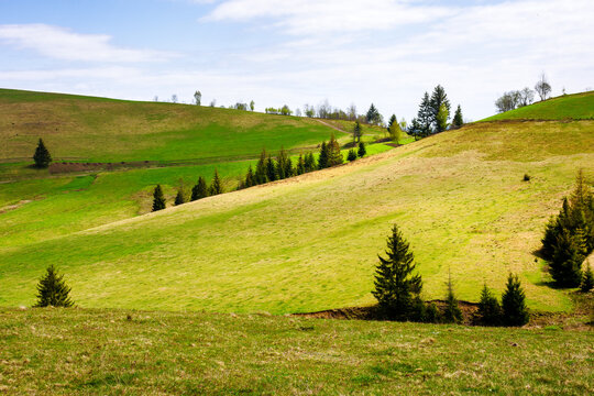 fir trees on the grassy hills in spring.  countryside scenery of transcarpathia. warm and sunny weather with fluffy clouds on the sky