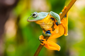 Wallace's flying frog (Rhacophorus nigropalmatus), also known as the gliding frog or the Abah River flying frog