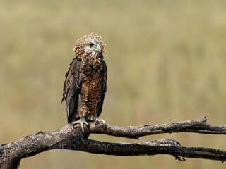 Immature bateleur eagle standing on log, portrait