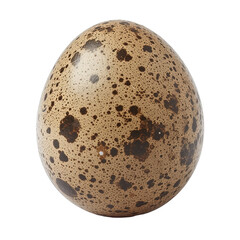 Obraz premium Brown quail egg isolated on white or transparent background