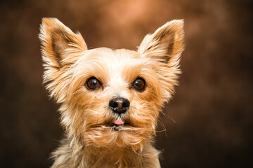 Yorkshire Terrier