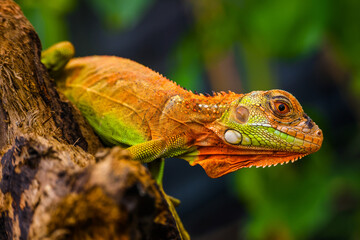 Iguana is a genus of herbivorous lizards that are native to tropical areas of Mexico, Central America, South America, and the Caribbean