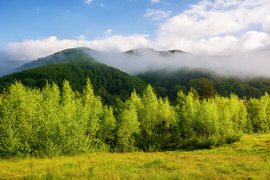 green scenery of carpathian countryside in spring. mountainous landscape of ukraine with forested rolling hills on a foggy morning. warm sunny weather with clouds on the sky