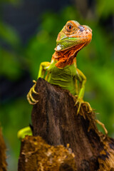 Iguana is a genus of herbivorous lizards that are native to tropical areas of Mexico, Central America, South America, and the Caribbean