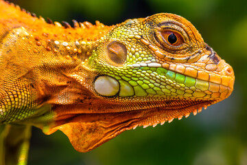 Iguana is a genus of herbivorous lizards that are native to tropical areas of Mexico, Central America, South America, and the Caribbean