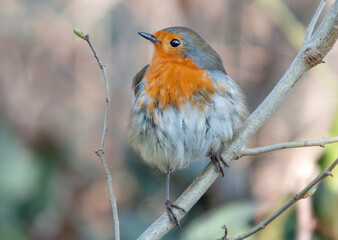 Aufgeplustertes Rotkehlchen im Baum