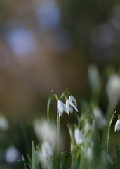Obraz premium Romantisch schöne einzelne Schneeglöckchen in der Wiese