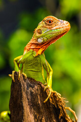 Iguana is a genus of herbivorous lizards that are native to tropical areas of Mexico, Central America, South America, and the Caribbean