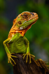 Iguana is a genus of herbivorous lizards that are native to tropical areas of Mexico, Central America, South America, and the Caribbean