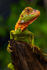 Iguana is a genus of herbivorous lizards that are native to tropical areas of Mexico, Central America, South America, and the Caribbean
