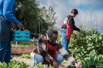 Family collecting vegetables in their organic garden to sell them as a local product. Concept: agrarian