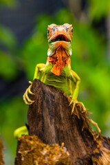 Iguana is a genus of herbivorous lizards that are native to tropical areas of Mexico, Central America, South America, and the Caribbean