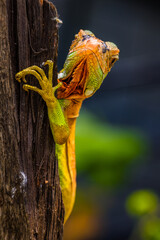 Iguana is a genus of herbivorous lizards that are native to tropical areas of Mexico, Central America, South America, and the Caribbean