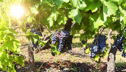 Vineyard with red wine grapes before harvest in a winery near Etna area, wine production in Sicily, Italy Europe - 748246903