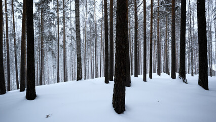 Winter landscape with pine trees covered with snow in white forest. Media. Fairytale winter forest during snowfall. - Powered by Adobe