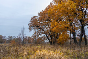 Fototapeta premium Autumn landscape with an oak grove, bright yellow foliage on the trees on a cloudy day