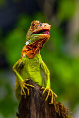 Iguana is a genus of herbivorous lizards that are native to tropical areas of Mexico, Central America, South America, and the Caribbean