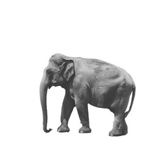 elephant statue on white background