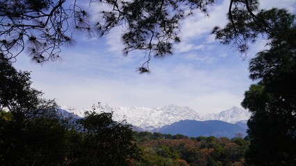 amazing view of trees and snow valley