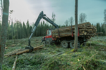 Logging equipment,forwarder loading loogs of pulpwood.
