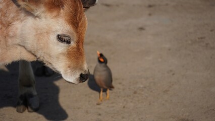 a cute calf looking at little bird