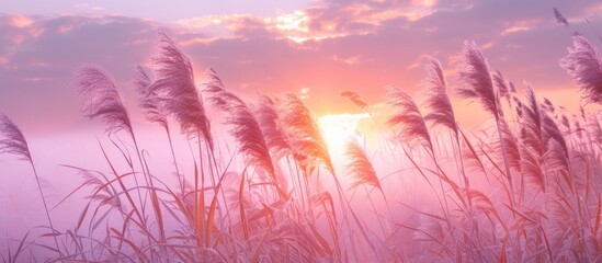 The sun is setting behind a field of tall grass, casting a warm golden light over the landscape. The sky is painted with vibrant hues of red, orange, and pink, creating a stunning backdrop for the
