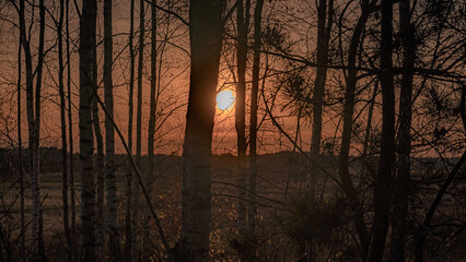 Autumn sunset seen through trees in Podlasie.