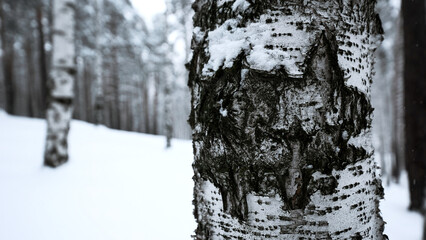 Beautiful sunny snowy winter landscape. Media. Birch trees and white cold ground.