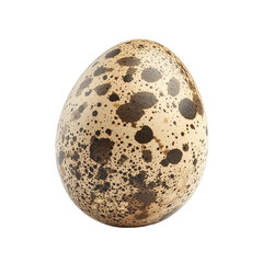 Brown quail egg on white or transparent background