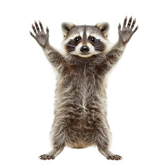Obraz premium Studio portrait of a striped raccoon standing on its hind legs with its paws raised isolated on a white background