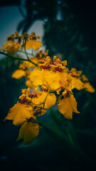 autumn leaves reflected in water